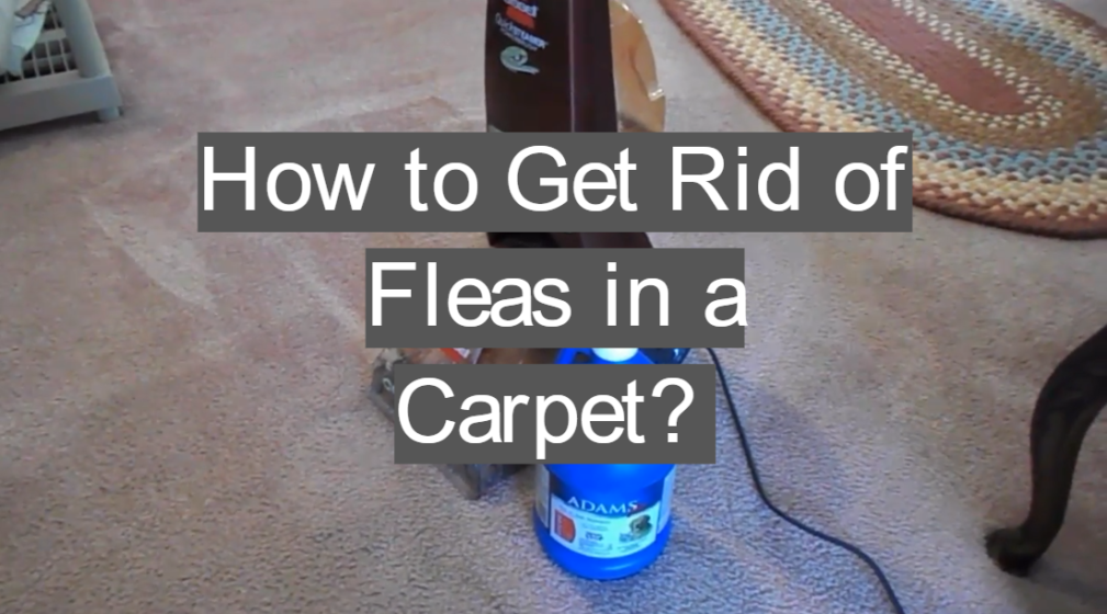 How to Get Rid of Fleas in a Carpet