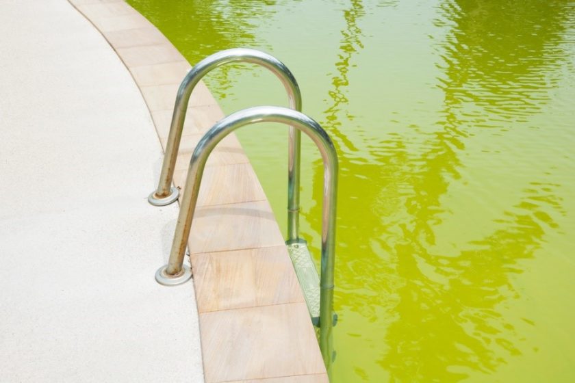Pool Full of Algae