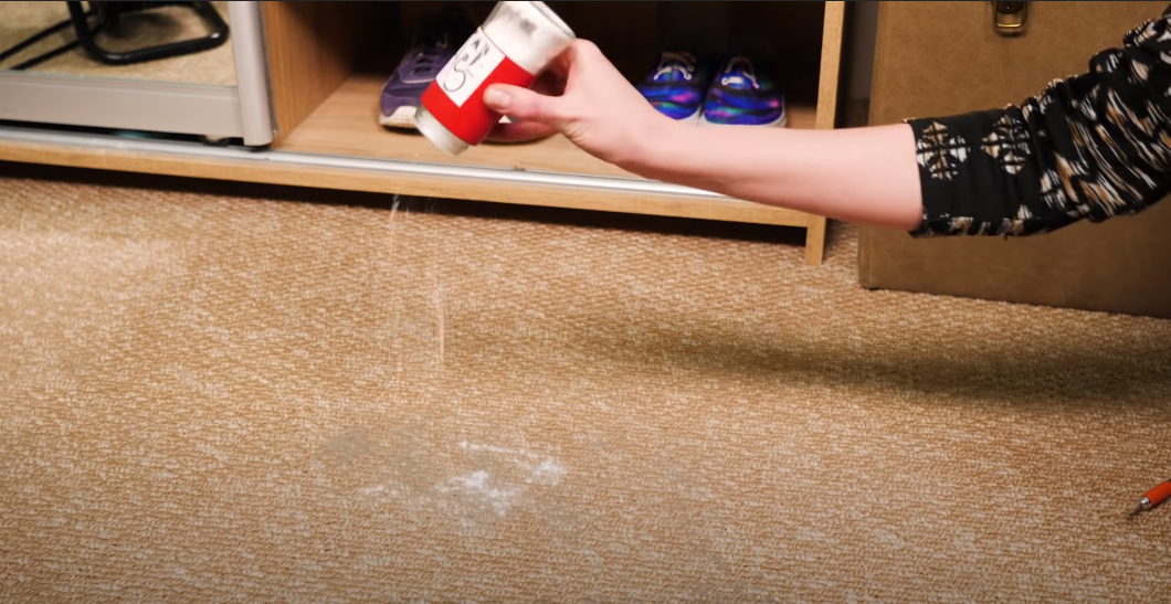 How do carpet fleas spread